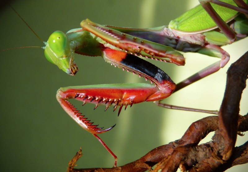 Sphodromantis viridis