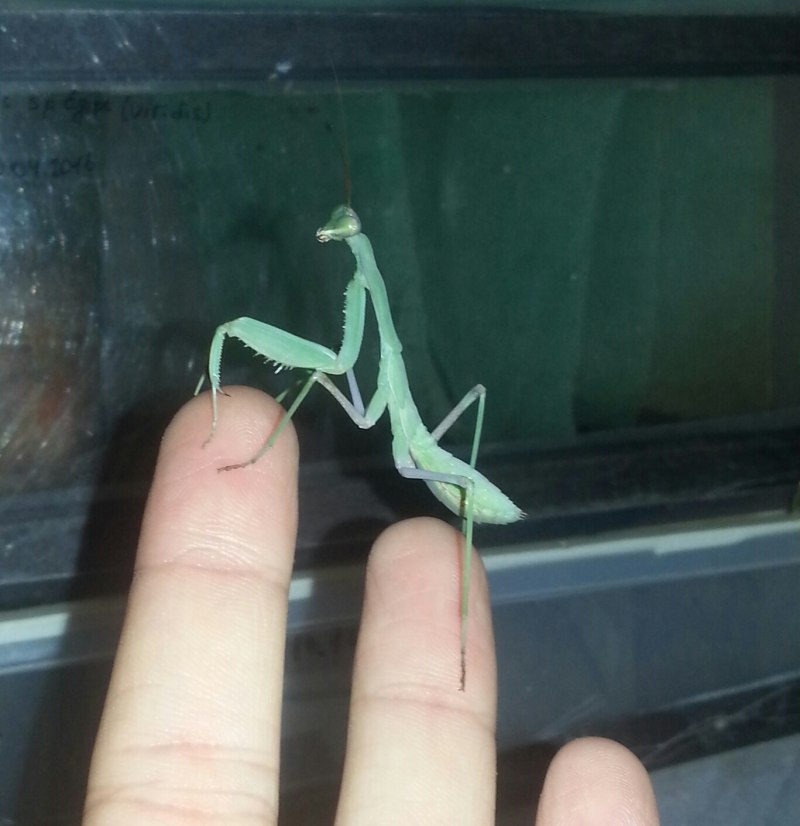 Hierodula venosa богомол