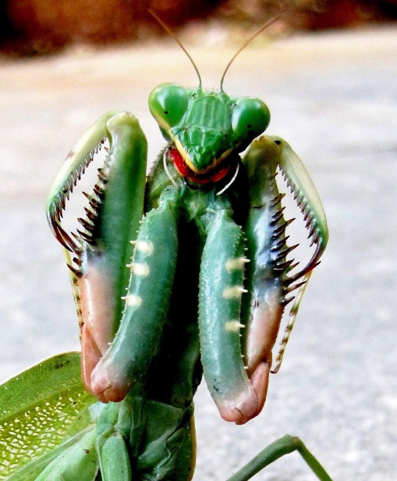 Hierodula membranacea (древесный богомол)
