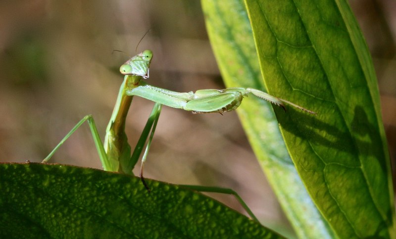 Sphodromantis viridis