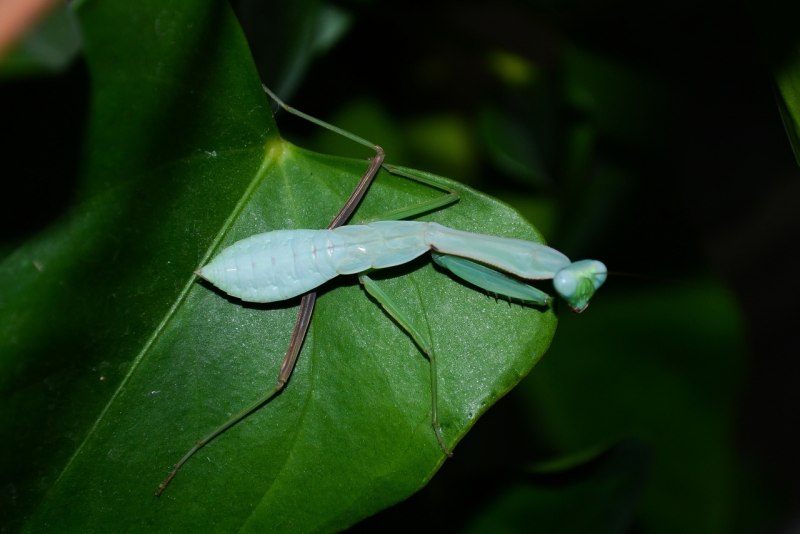 Богомол Popa spurca