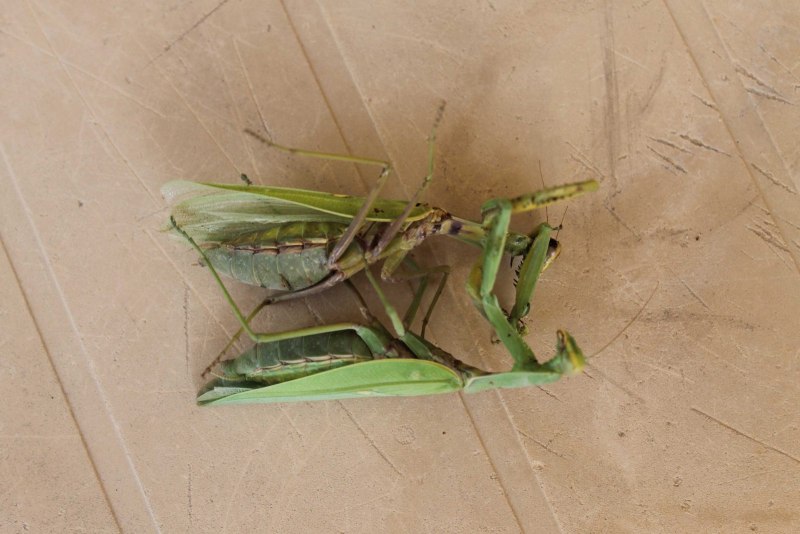 Hierodula Grandis