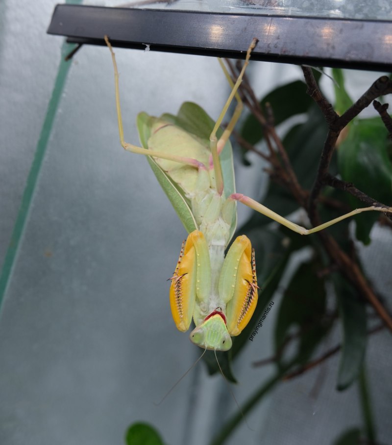 Богомол обыкновенный (Mantis religiosa)
