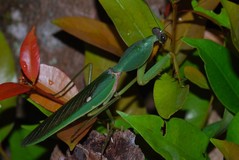Африканский древесный богомол Sphodromantis viridis
