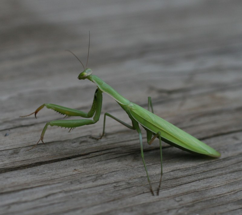 Hierodula SP. Vietnam богомол