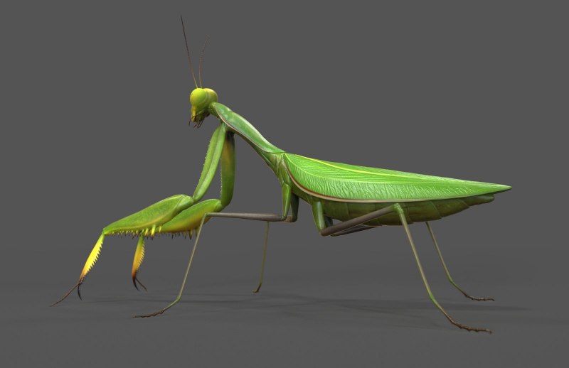 Ischnomantis Gigas богомол