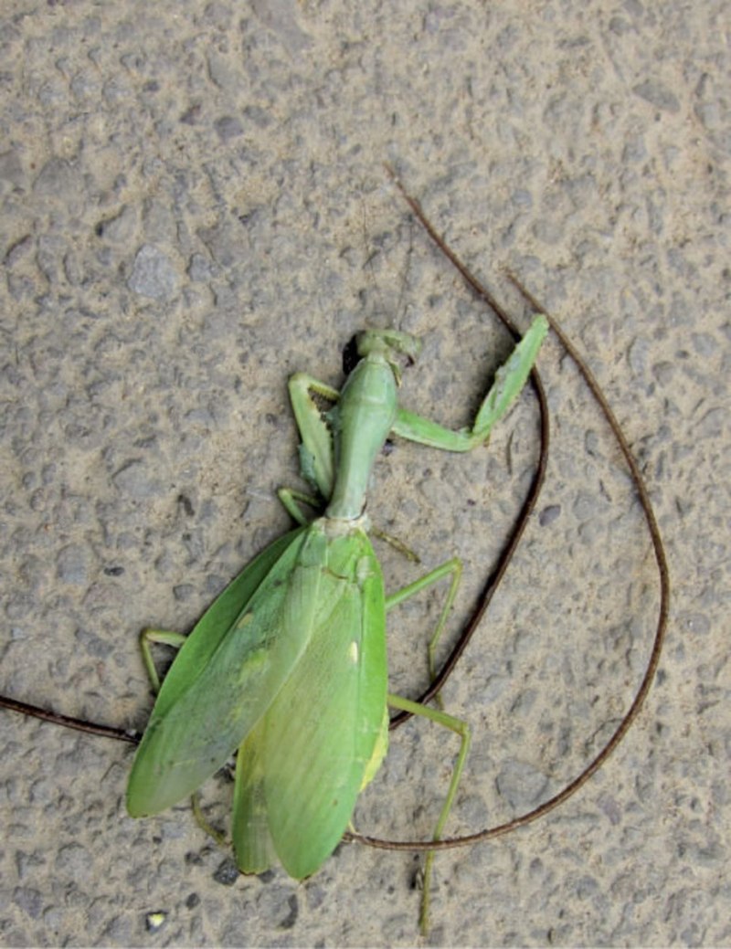 Африканский богомол Sphodromantis viridis