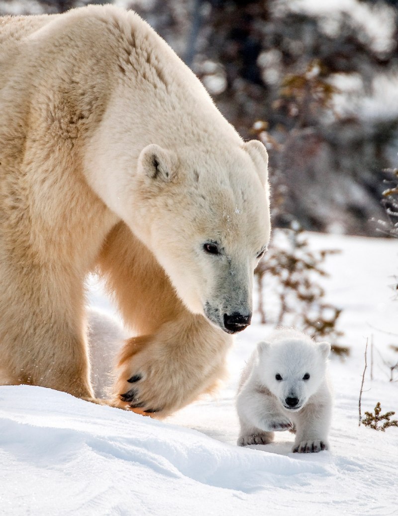 Urs Polar