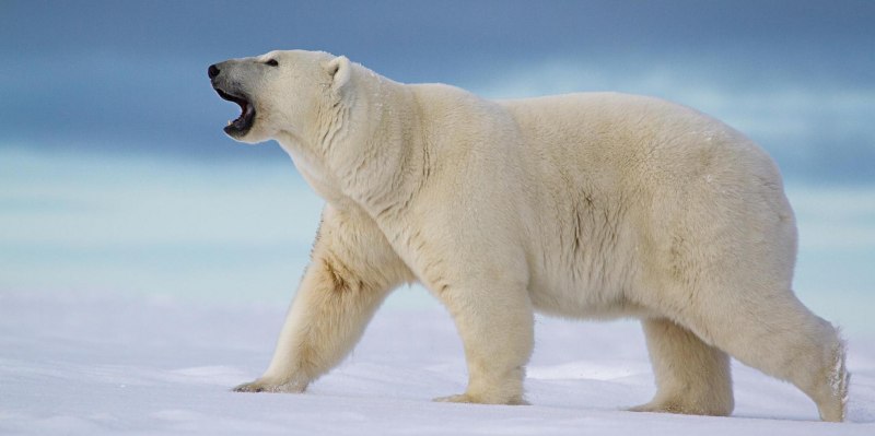 Белый полярный медведь (65 фото)