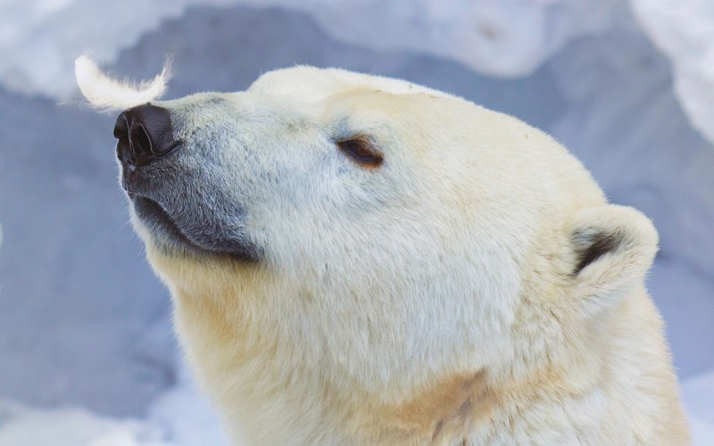 Белый медведь Ursus maritimus
