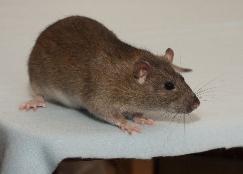 Крыса агути (71 фото)