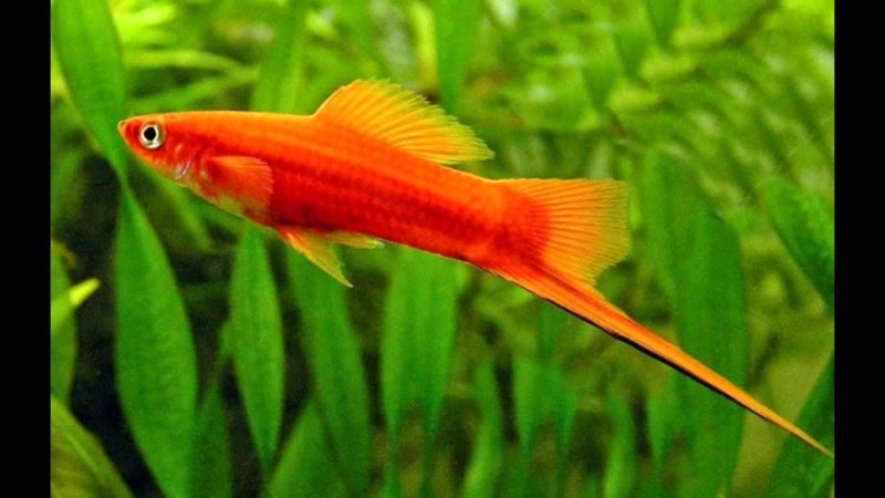 Меченосец Монтесумы Xiphophorus montezumae