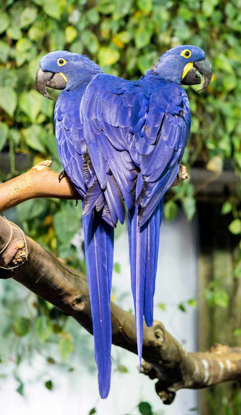 Blue Macaw попугай