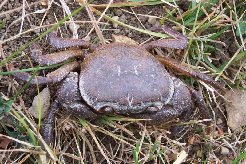 Potamon ibericum