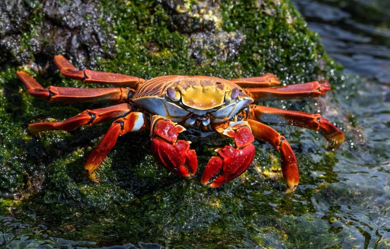 Краб маленький морской