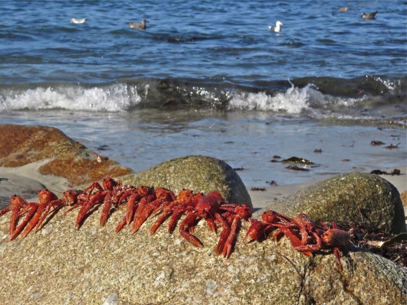 Procambarus clarkii