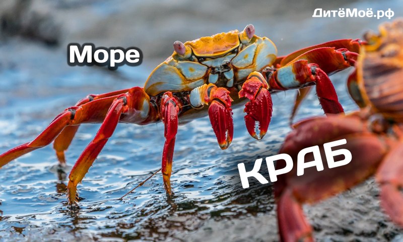 Мангровый древесный краб