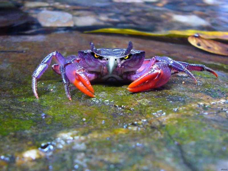 Краб Краснюк черное море