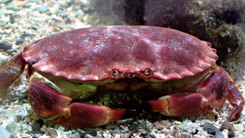 Амурский краб