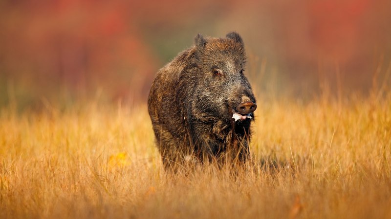 Кабан (sus scrofa)