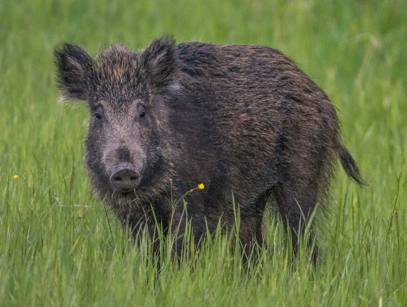 Кабан (sus scrofa)