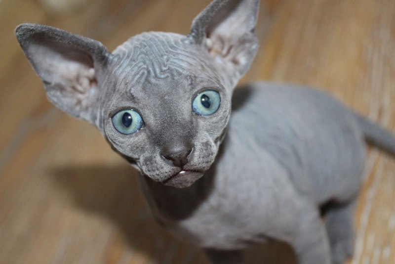 Голубой сфинкс кошка