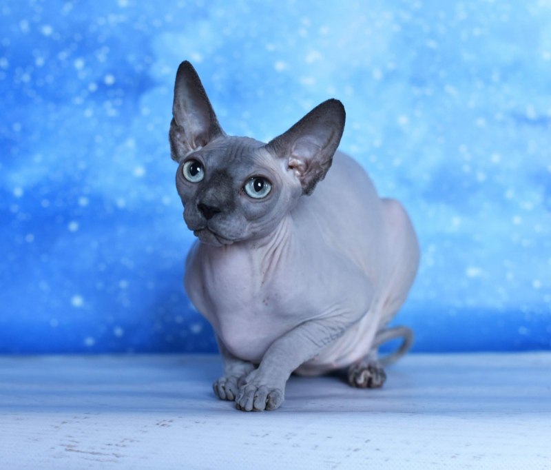 Донской сфинкс котята