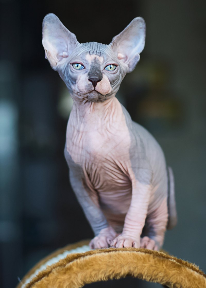 Кошки которые не линяют кроме сфинксов