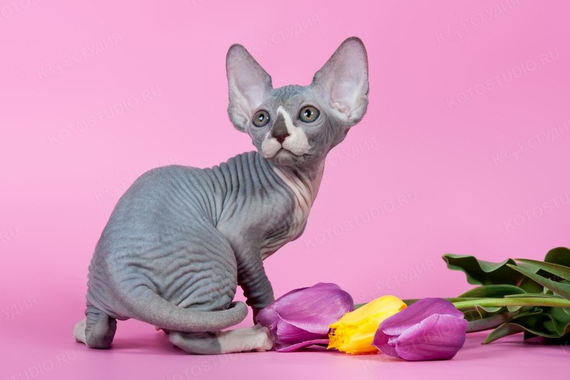 Чёрный сфинкс кошка