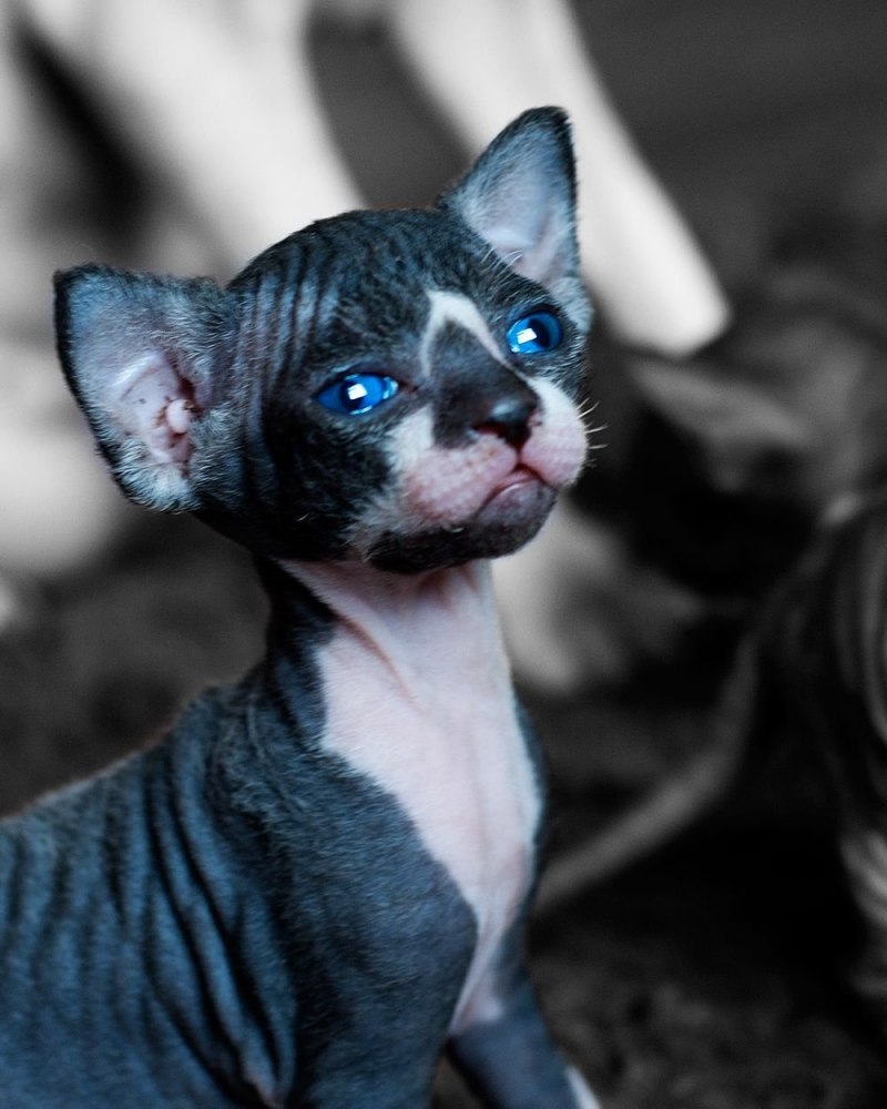 Сфинкс короткошерстный
