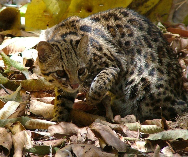 Леопардовая кошка Оцелот