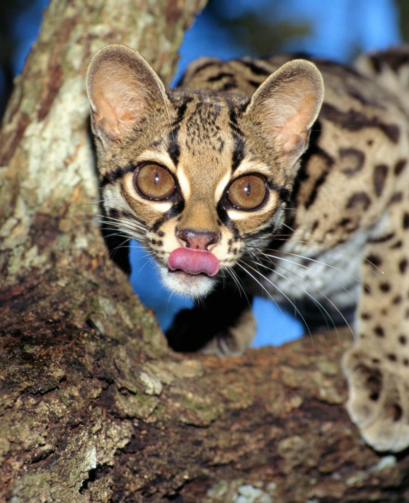 Самая маленькая хищная кошка