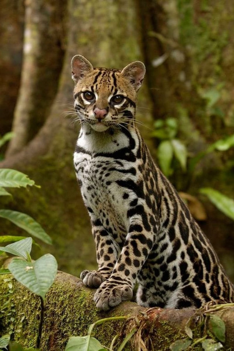 Оцелот (leopardus pardalis)