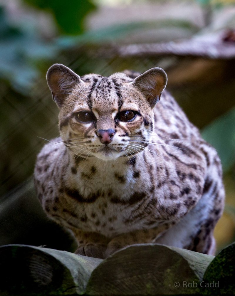 Дикая кошка Оцелот