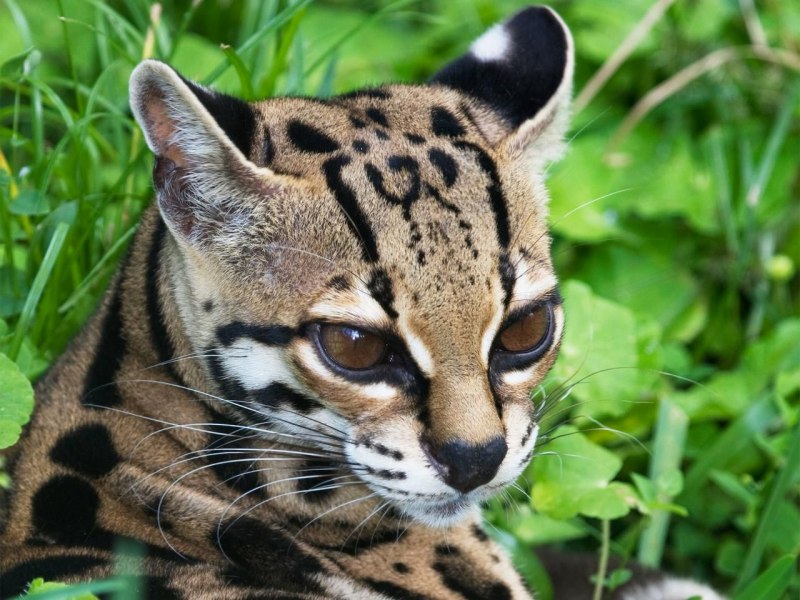 Онцилла (leopardus tigrinus)