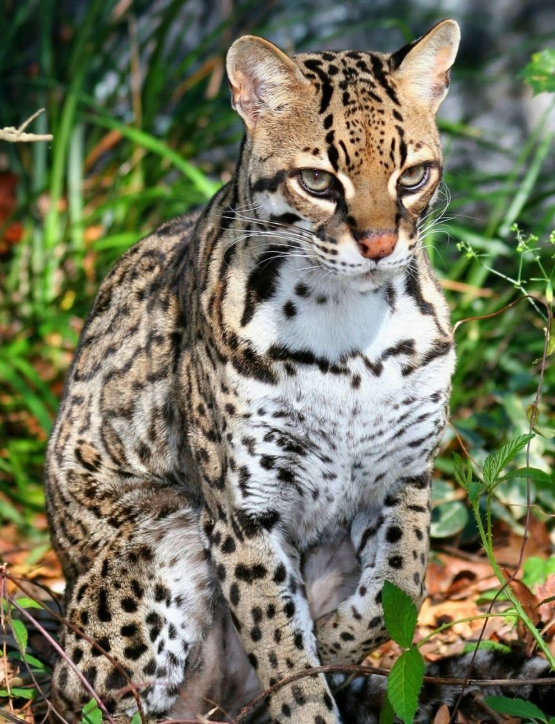 Онцилла тигровая кошка