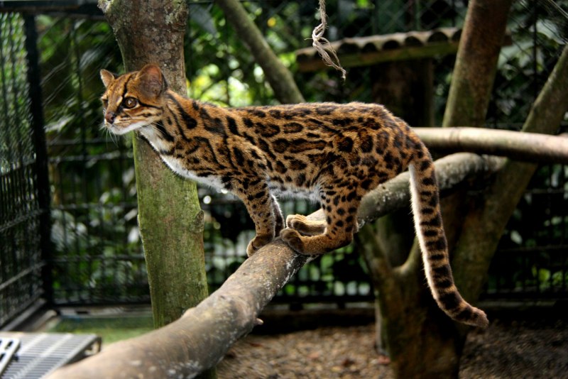 Оцелот (leopardus pardalis)