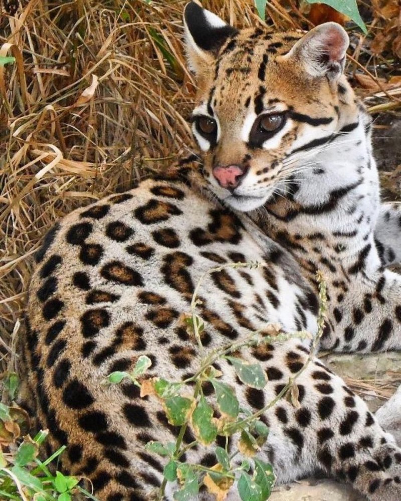 Оцелот, онцилла, Маргай