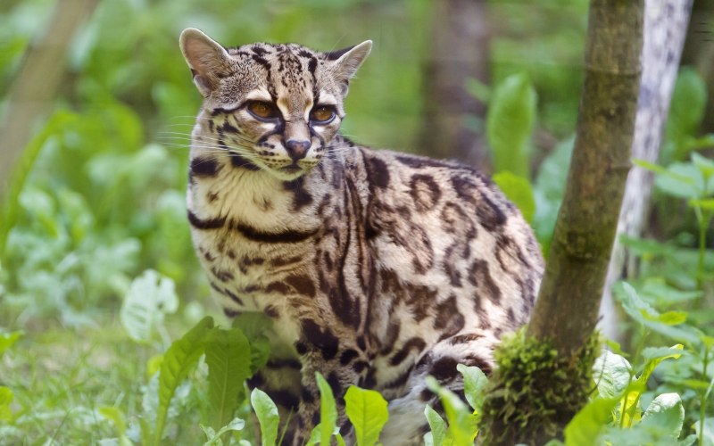 Леопардовая кошка Оцелот