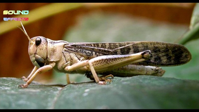 Anacridium aegyptium