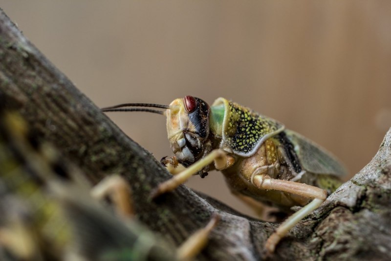 Tettigonia viridissima