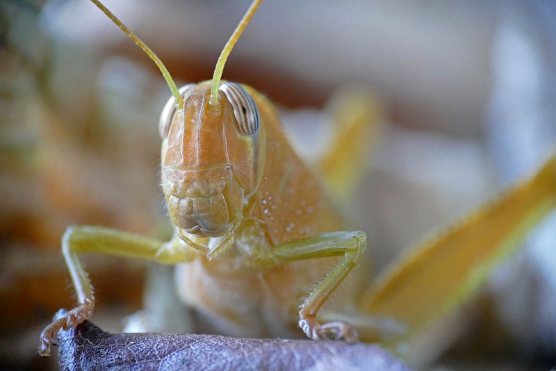 Calliptamus italicus