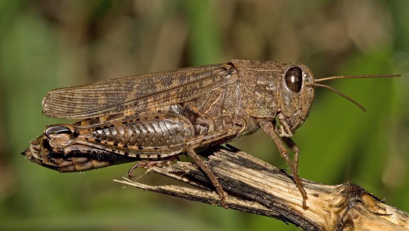 Саранча Перелетная locusta migratoria