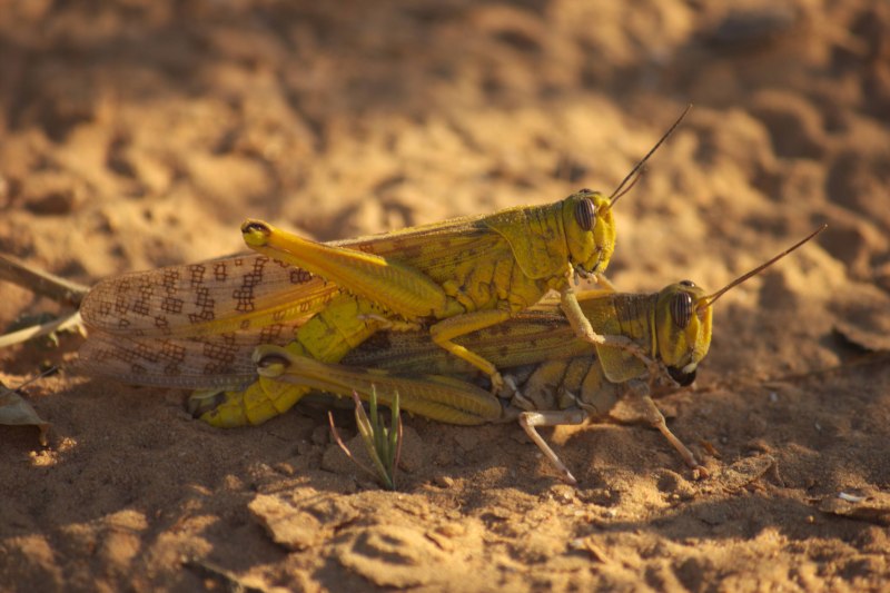 Саранча Перелетная locusta migratoria