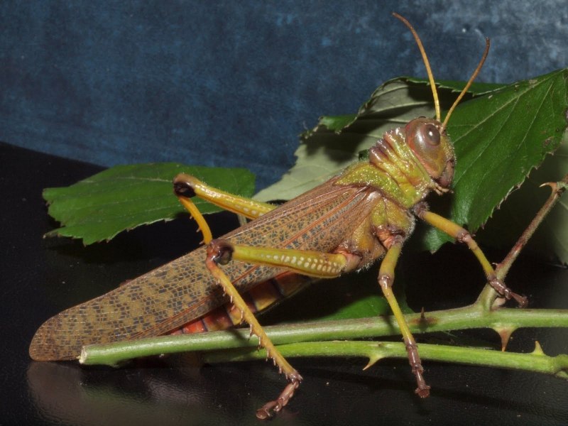 Calliptamus italicus