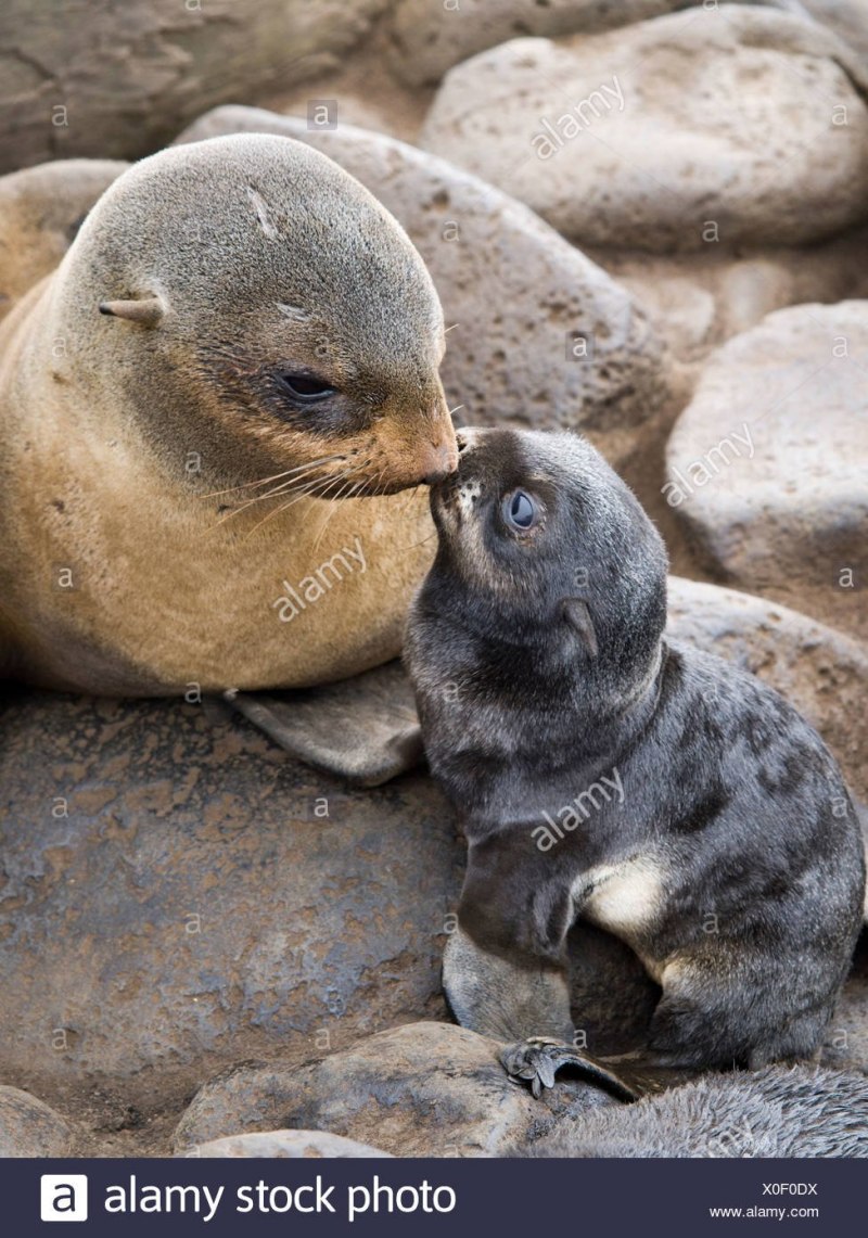Новорожденный тюлень (56 фото)