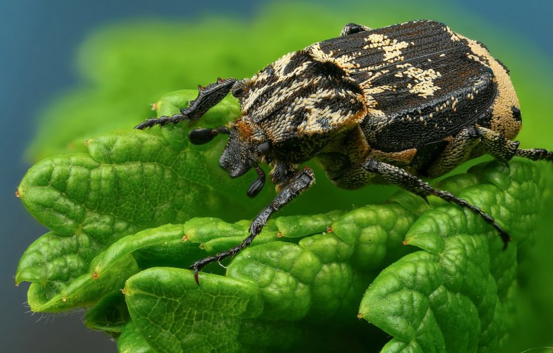 Двенадцатиточечная Божья коровка (Coleomegilla maculata)