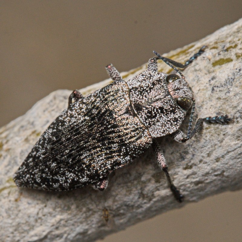 Anthrenus scrophulariae