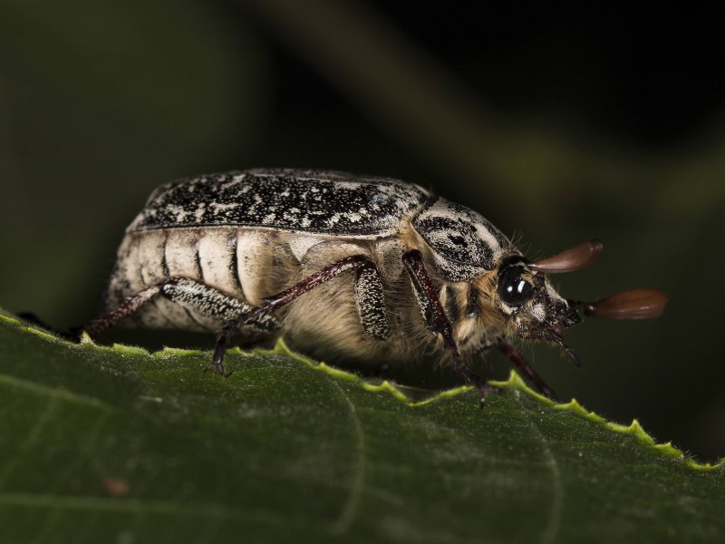 Hypercompe scribonia