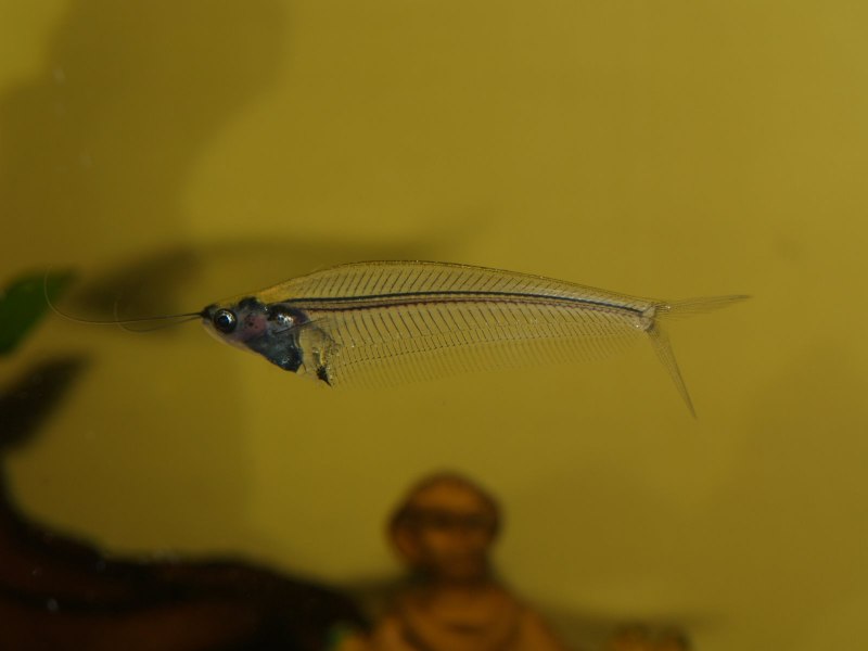 Spotted handfish